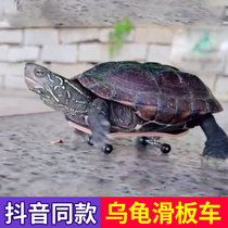 Turtle small scooter finger fingertip mini toy professional skateboard model pendant trembles with net Red pet