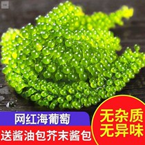 Salted sea grapes 100g kelp silk fresh ready-to-eat seaweed vegetables snacks wakame sushi green caviar