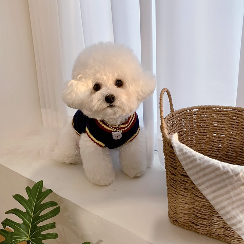 Pet Dog Autumn Clothes Korean Version INS Academy Sweater Small Dog Teddy Pomeranian Bear Cat Winter Wear