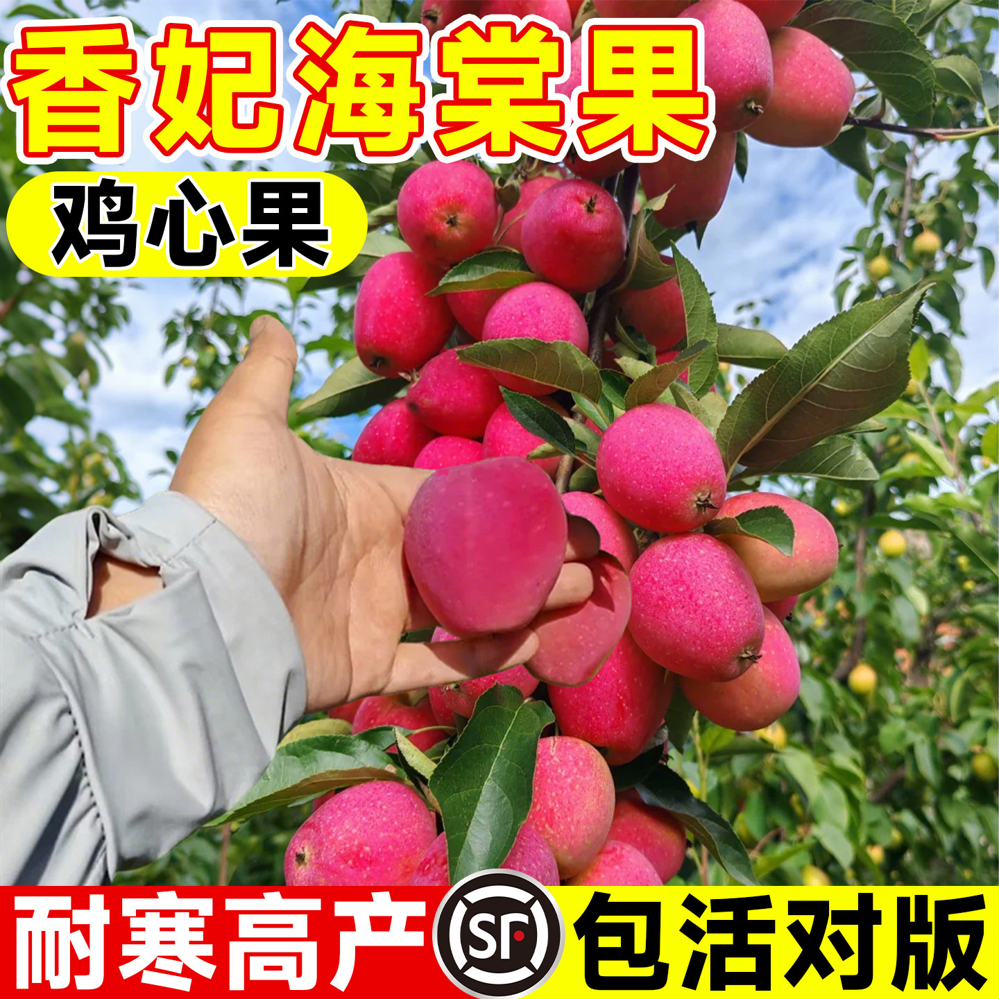 😘一顆一顆小小果懸掛在樹上⋯ 有沒有覺得很討喜～ 海棠果，乍看之下很像小顆蘋果， 可食用，偏酸，口感好，營養價值也高！ ✓到農場於蔣公銅像附近正結著 果實， 有興趣的朋友不妨多瞧瞧！, image size:1440x1440