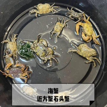 石头蟹-石头蟹促销价格、石头蟹品牌- 淘宝