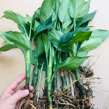 植物室内盆栽万年青-植物室内盆栽万年青促销价格、植物室内盆栽万年青