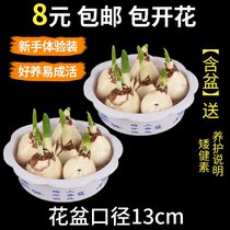 Xidi Zhangzhou daffodil seed ball hydroponics winter flower compound indoor potted aquatic plant bulbous single major