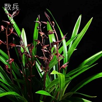 Melan Enterprise Black (5 - send 1 round of 6 seedlings) bloom well