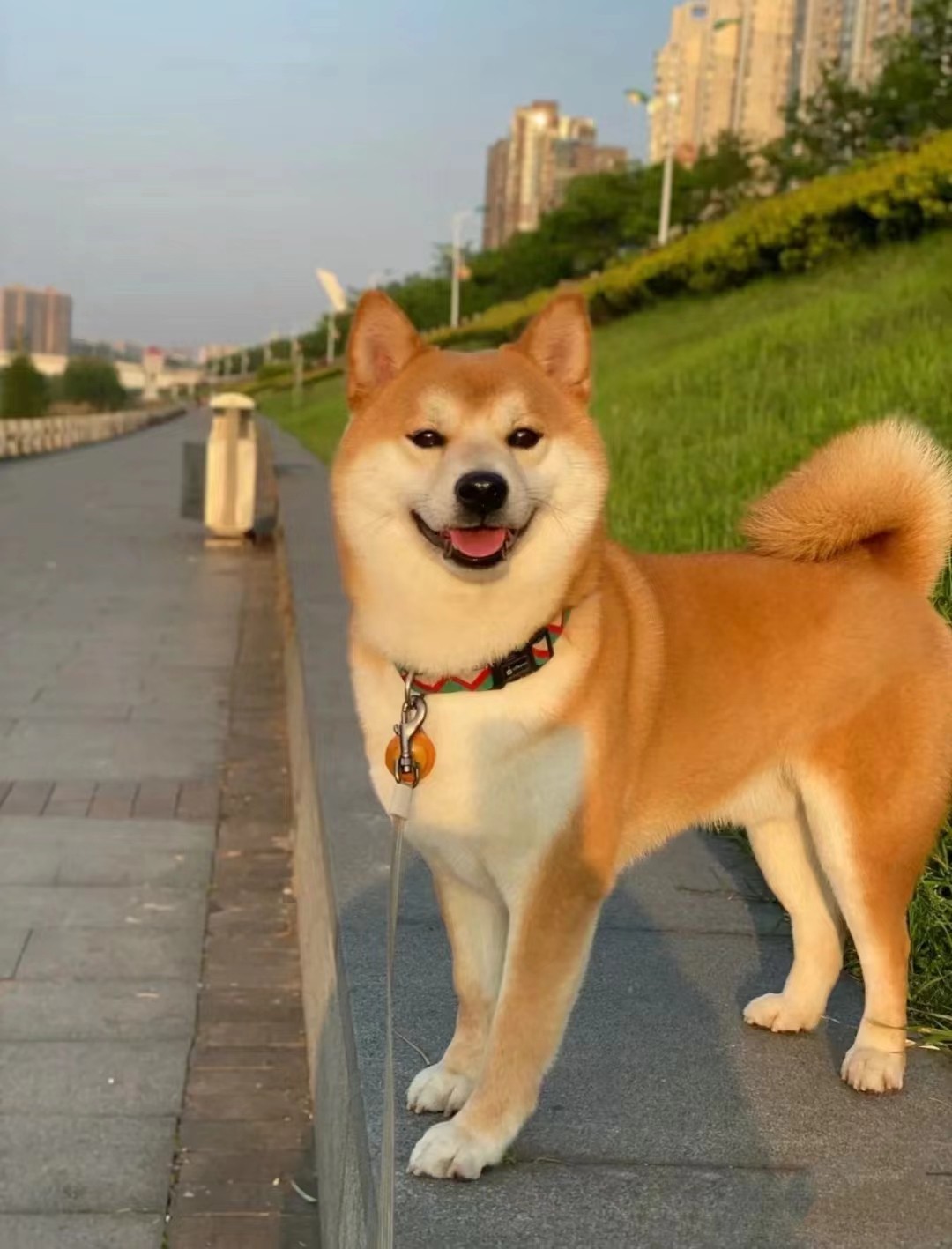 宠物狗柴犬-宠物狗柴犬促销价格、宠物狗柴犬品牌- 淘宝