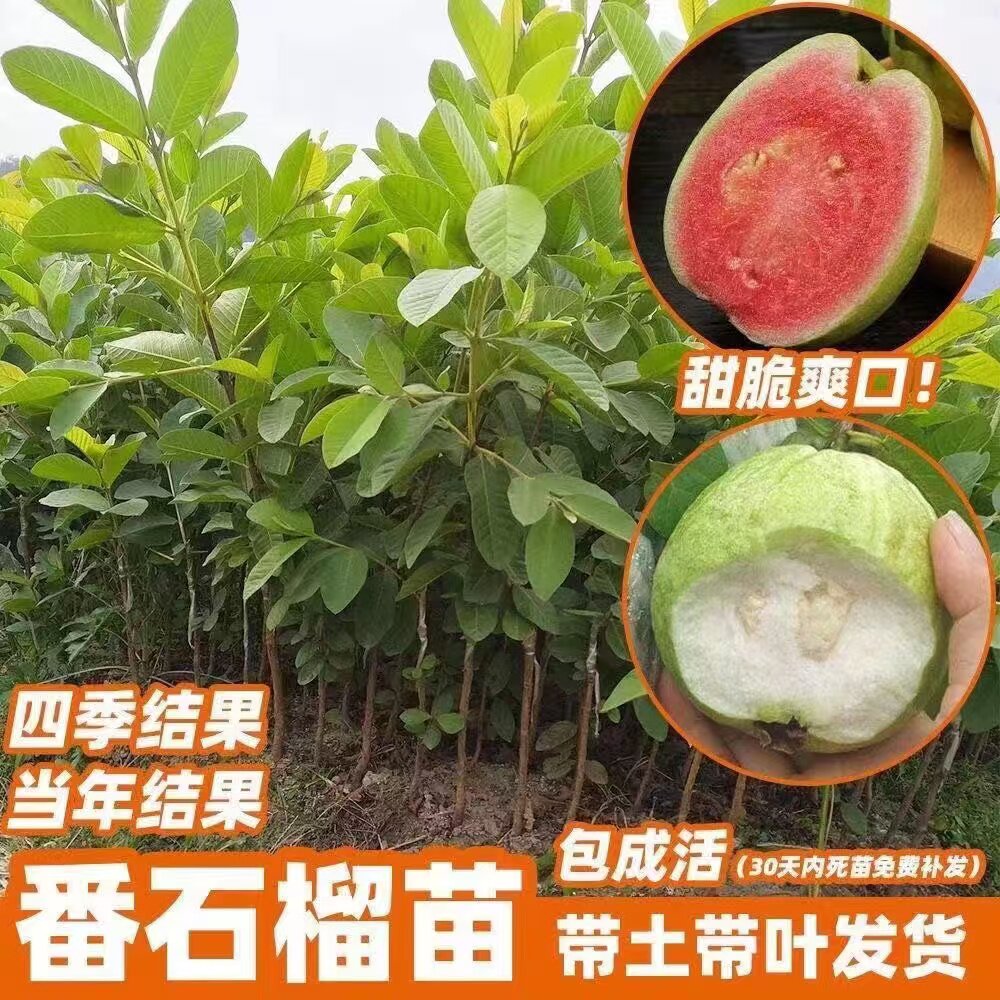 番石榴树果苗-番石榴树果苗促销价格、番石榴树果苗品牌- 淘宝