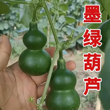 文玩葫芦幼苗-文玩葫芦幼苗促销价格、文玩葫芦幼苗品牌- 淘宝