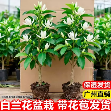 肥前寒蘭銘品『芳翔』成木5条　寒蘭　春蘭　東洋蘭　万年青 矮化玉兰花树苗-矮化玉兰花树苗促销价格、矮化玉兰花树苗品牌- 淘宝