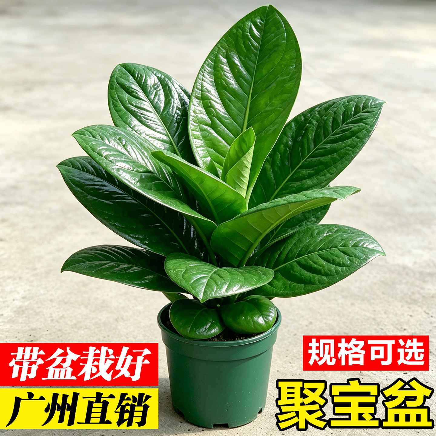 聚宝盆绿植桌面-聚宝盆绿植桌面促销价格、聚宝盆绿植桌面品牌- 淘宝