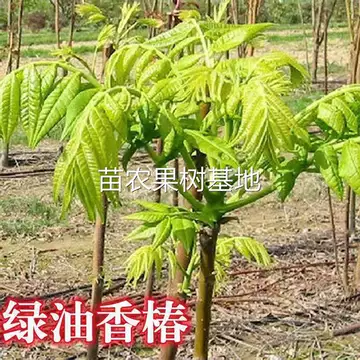 红油香椿苗耐寒-红油香椿苗耐寒促销价格、红油香椿苗耐寒品牌- 淘宝