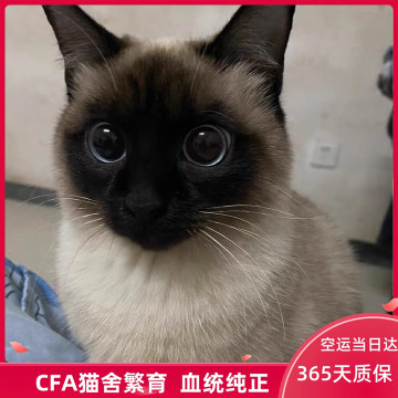 纯种暹罗猫幼猫海豹色蓝重点色暹罗幼崽泰国猫大黑脸蓝眼宠物猫咪