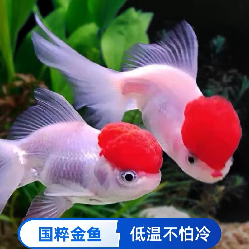 文玩堂：红锦鲤獅子頭（高级品） O1CN017ndlhY259j96OTJkJ_!!0-