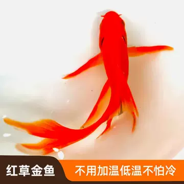 长尾草金鱼-长尾草金鱼促销价格、长尾草金鱼品牌- 淘宝