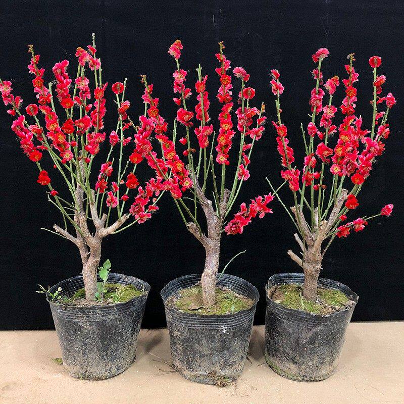 梅花盆栽红梅花-梅花盆栽红梅花促销价格、梅花盆栽红梅花品牌- 淘宝