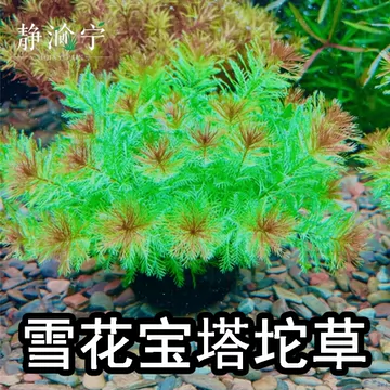 七宝花唐草宝寿文建水 中国 古七宝琺瑯彩 花唐草文瓶 一對 唐木台付 M R4059