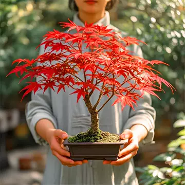 楓盆栽③ 唐楓(トウカエデ)盆栽 SS005 唐楓（トウカエデ）盆栽 S008 #トウカエデ