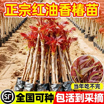 红油香椿苗-红油香椿苗促销价格、红油香椿苗品牌- 淘宝