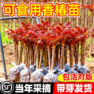 红油香椿苗-红油香椿苗促销价格、红油香椿苗品牌- 淘宝