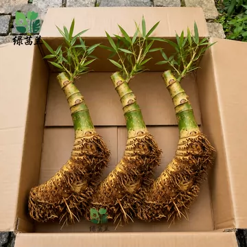 竹头根-竹头根促销价格、竹头根品牌- 淘宝