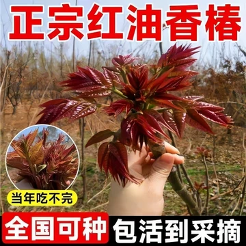 红油香椿苗耐寒-红油香椿苗耐寒促销价格、红油香椿苗耐寒品牌- 淘宝
