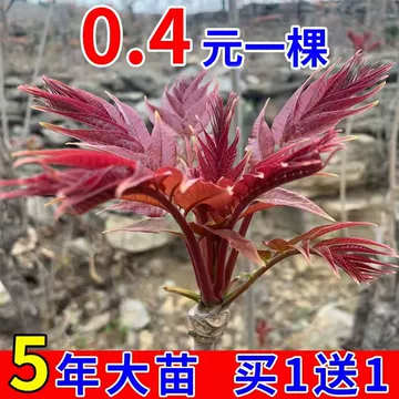红油香椿香椿苗-红油香椿香椿苗促销价格、红油香椿香椿苗品牌- 淘宝
