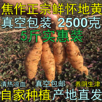 New rural farmers fresh rehmannia glutinosa traditional Chinese medicine Huaiqing Mansion Henan Jiaozuo specialty 5kg