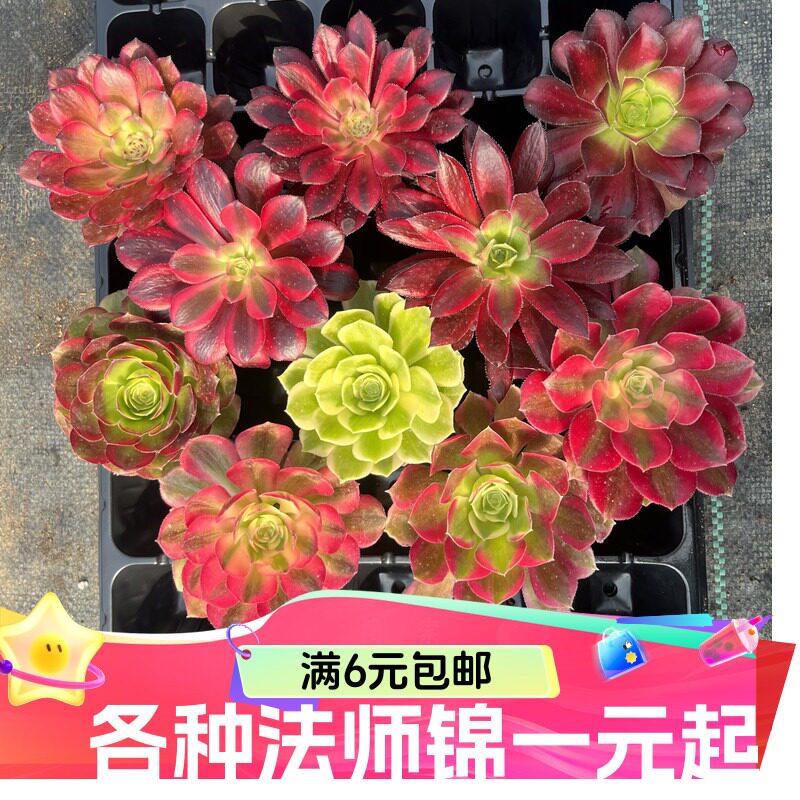 美杜莎法师多肉-美杜莎法师多肉促销价格、美杜莎法师多肉品牌- 淘宝