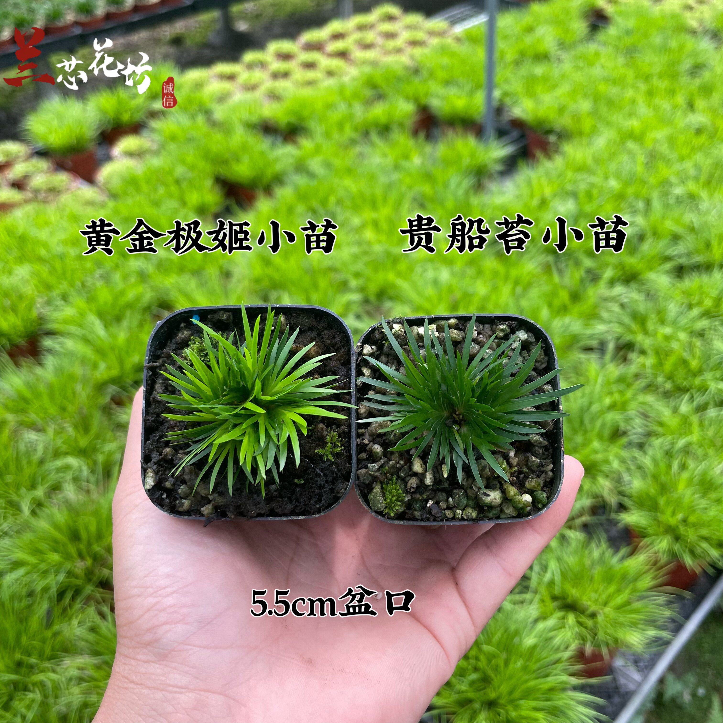 菖蒲盆景文人款-菖蒲盆景文人款促销价格、菖蒲盆景文人款品牌- 淘宝
