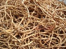 Most of the country wild dry yu xing cao cha scottish fold gen Houttuynia root pure Root dried 1kg