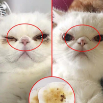 Tear wipes for cats and dogs Lacrimal supplies for cats and dogs Act bucket cats clean eye shit tears for Garfield pets