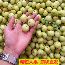 A large quantity of Cong Youbengkan sweet seed oil sweet fruit fresh pick orange Wang Nai Xueyu oil sweet Chaoshan emblica fruit
