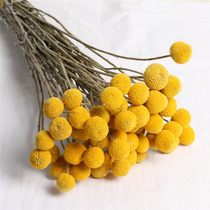 Yunnan dried flower bouquet ins wind natural solid color gold ball Home decoration office flower arrangement with flowers simple wind