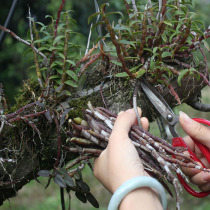Huoshan seed source tree 5 years natural open-air field Yueqing iron Dendrobium fresh strips 100g