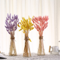 Rabbit tail grass dried flowers Dog tail grass real flowers Home decoration living room display hotel meeting flower shooting props