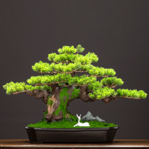 Green plant simulation welcome pine bonsai new Chinese indoor landscaping living room lucky tree beauty pine porch ornaments decoration