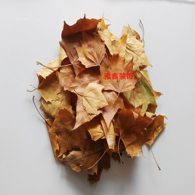 True leaves Maple leaves Scented camphor leaves natural dry flower leaves prop window wedding natural leaves