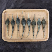 Hippocampus dry goods 10 a total of 15 grams of male and female pair of Beihai mackerel wine ingredients in soup spots three dry goods