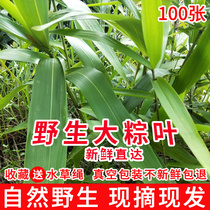 Extra large fresh fresh vacuum foam box zongzong leaves wild large zongleaf pure natural 100 free mail free
