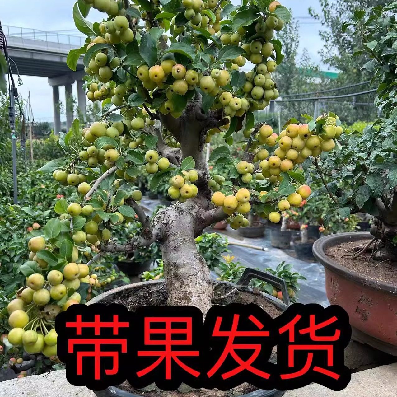 这个叫海棠果还是鸡心果？, image size:1276x1276