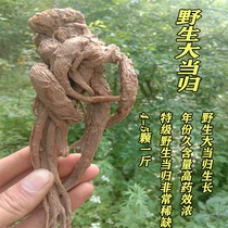 Gansu Minxian pure wild big angelica 500g premium whole angelica whole root sulfur-free earth wild angelica