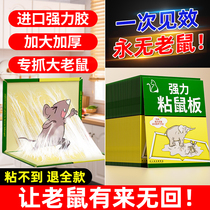 Mouse stickers strong sticky mouse board household super strong glue to catch sticky big mice a nest end mouse catching artifact 2563
