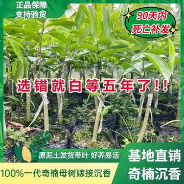 棋楠沉香树苗-棋楠沉香树苗促销价格、棋楠沉香树苗品牌- 淘宝