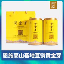 New Tea 2021 Hubei Enshi authentic Alpine Gold Bud A Grade Green Tea Tea 250g Canned Gift