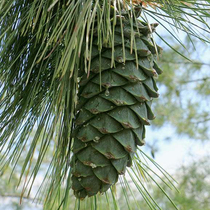 Fresh Green Pine pagoda Yunnan wild 2021 picking pine bud squirrel grain molars artifact