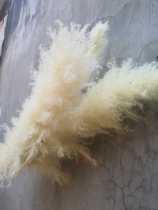 Bleached beige Reed fluffy big spike wedding floral photo props scene layout space beautiful hanging
