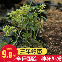 9 8 yuan to send the matrix three-year seedlings 8~15 plants planted edible non-special grade dendrobium planting seedlings red rod strip