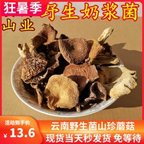 Wild Milk Plasma Mushroom Dry Goods Yunnan Shanzhen Specialty Gushu Mushroom 250g Delicious Wild Mushroom