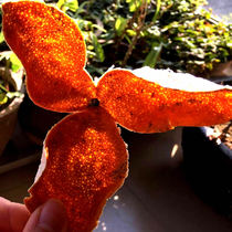 Meijiang 2021 authentic New Meeting tangerine peel Winter Solstice red skin Old Tree Circle branch Orange fresh fruit skin two red green peel 500g