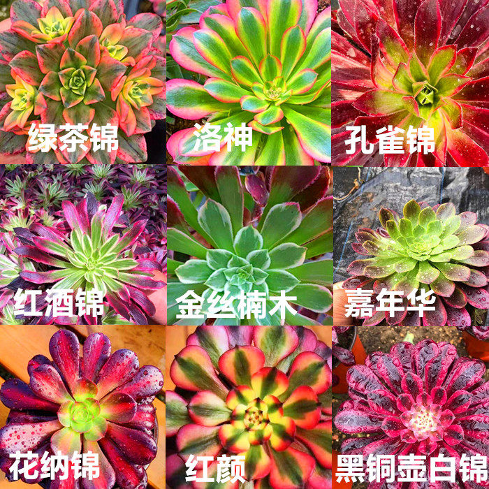 法师多肉植物-法师多肉植物促销价格、法师多肉植物品牌- 淘宝