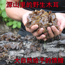 Pure wild black fungus special grade mountain autumn fungus dry goods bulk rootless 500g